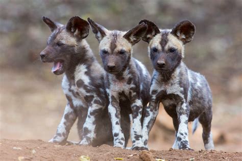 African Wild Dog Pups In 2021 Wild Dogs African Wild Dog Pup