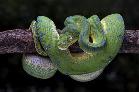 Green Tree Python Care Sheet Ball Python Breeder Uk