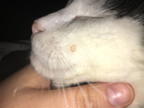 skin bumps on cats