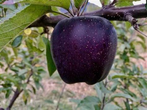 Black Diamond Apples Are A Rare Breed Of Apples Grown In The Mountains