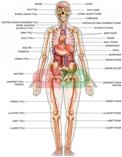 Female Human Body Diagram Of Organs Human Anatomy Diagram Female Best