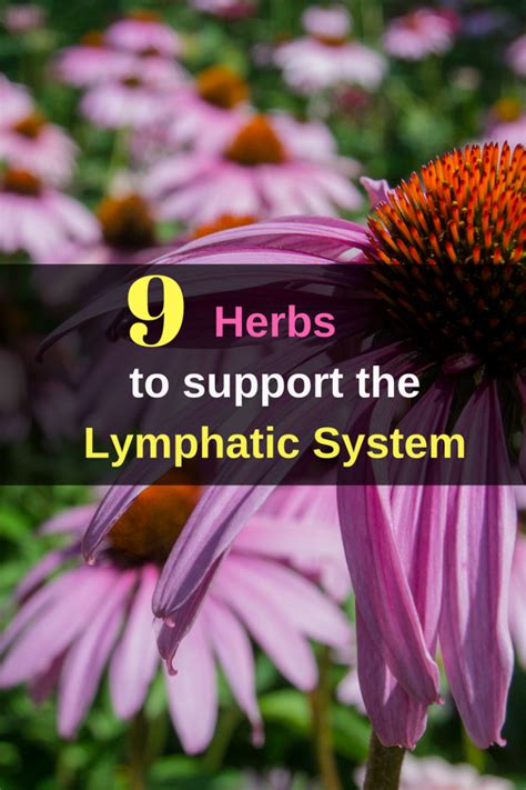 9 Herbs To Support The Lymphatic System Lymphatic System Lymph