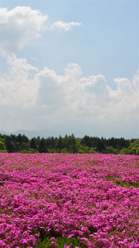 Free Download Field Flowers Pink Summer Iphone Plus Wallpaper Field