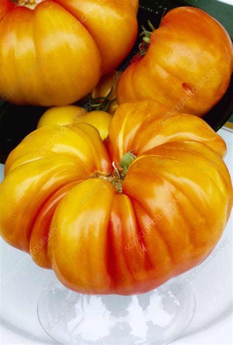 Heirloom Tomatoes Solanum Lycopersicum Stock Image H1103730