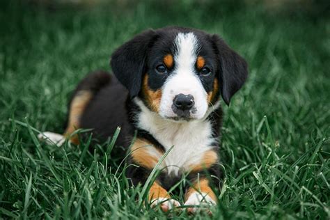 Entlebucher Mountain Dog Puppies For Sale Akc Puppyfinder