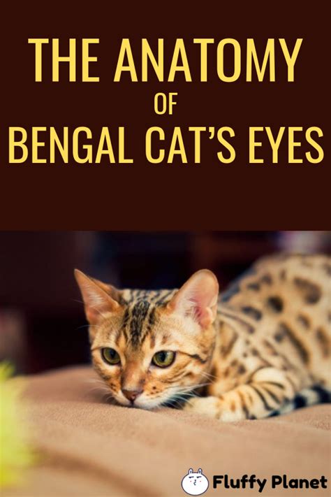 Do Bengal Cats Eyes Change Color 2020 Bengal Cat