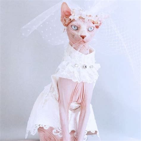 Dress For Cats Diamond Lace Wedding Dress Sphynx Cat Dress