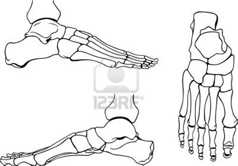 Skeleton Feet Drawing At Getdrawings Free Download