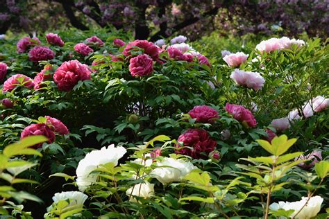 The Colorful Story Of Brooklyn Botanic Gardens Japanese Tree Peonies