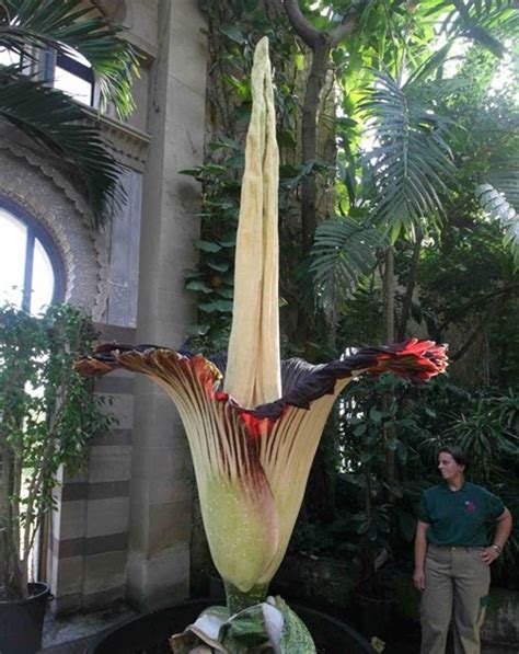 There's a deep well in the center of the flower containing a central raised disc raised that support numerous vertical spines. Just Cool Pics: World's Largest Flower