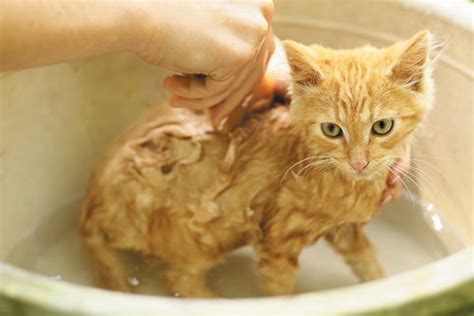 Should You Bathe A Cat What To Know About Cat Baths