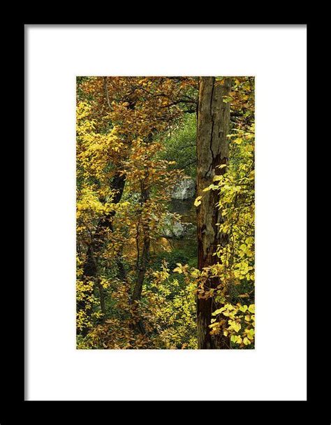 Autumn Gold Framed Print By Saija Lehtonen Framed Prints Fine Art