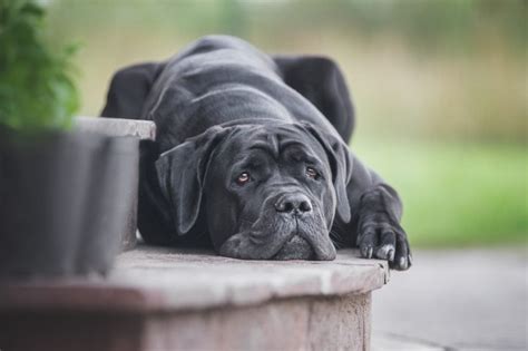 Cane Corso Dog Breed Characteristics Care And Photos Bechewy