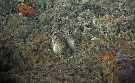 Snow Leopards Of Ladakh Vana Safaris Experiential Travel Journeys