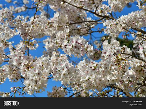 Japanese Cherry Tree Blossom With Blue Sky In Spring Stock Photo