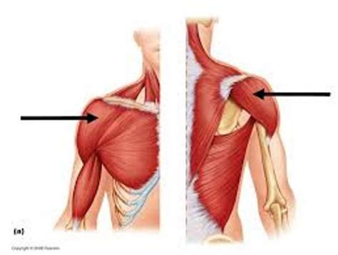 Arm, in zoology, either of the forelimbs or upper limbs of ordinarily bipedal vertebrates, particularly humans and other primates. 10 Facts about Deltoid | Fact File