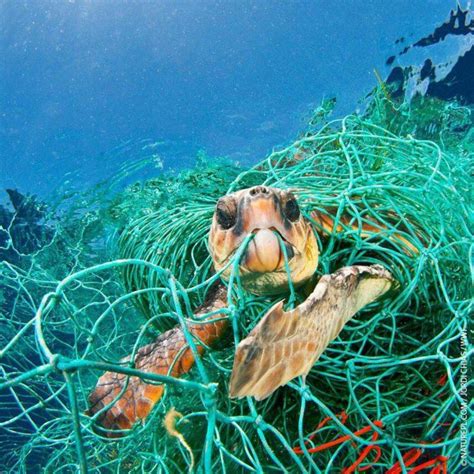 15 Ways That Plastic Bottle You Throw Away Puts Marine Animals In Danger