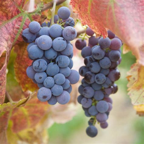 Maybe you would like to learn more about one of these? 25 Fresh Grapes Fruit Pictures | Great Inspire