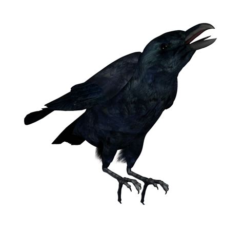 Raven Png Transparent Picture Png Mart