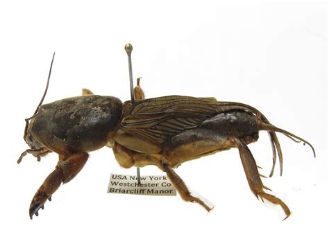 Mole Cricket Mole Crickets Are Large Insects ¾ To 1¼ Inch Flickr