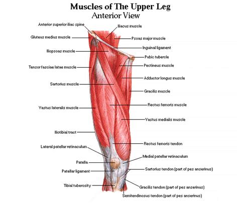 The rectus femoris muscle originates from the anterior inferior iliac spine, and the upper edge of the acetabulum, while it inserts into the tibial tuberosity. Muscle of the upper leg (anterior view) | Anatomy ...