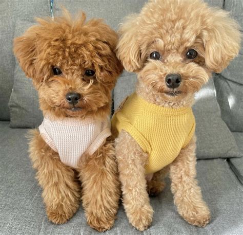 Toy Poodle Full Grown Adult Size And Age Fully Grown