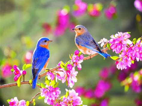 Flowers Good Morning In 2020 Beautiful Birds Spring Pictures Most