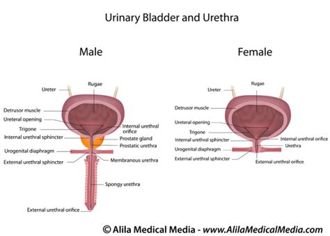Urinary Tract Infections Northeast Georgia Urological
