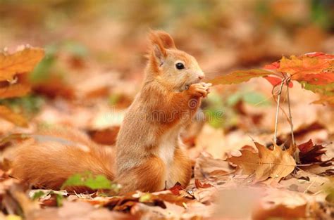 Squirrel In Leaves Stock Image Image Of Park Redsquirrel 35834381