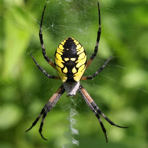 26 Most Common Spiders In Tennessee Id Guide Bird Watching Hq