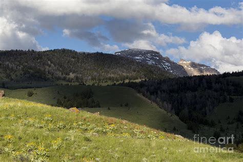 Wildflowers And Mountains Photograph By Mike Cavaroc Fine Art America