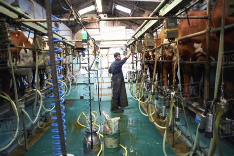 Farmer Milking Cows In Dairy Farm Using Milking Machines Stock Photo Dissolve
