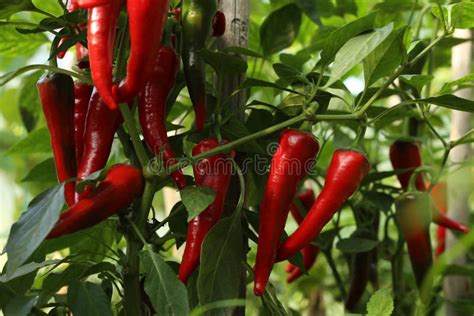 Chili Peppers In The Greenhouse Stock Photo Image Of Paprika Farm