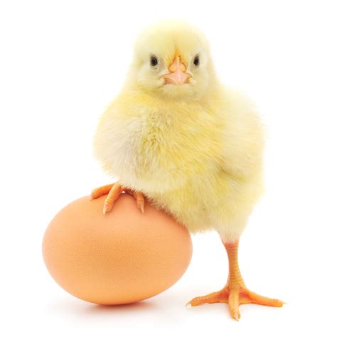 Techcabal Daily The Chicken 🐔 Or The Egg 🥚 Techcabal