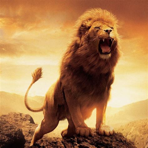 Lion Roaring White Background Hot Sex Picture