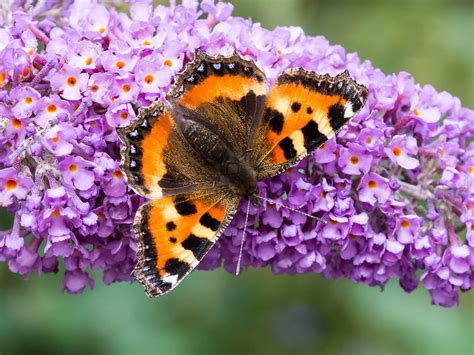 10 Plants That Attract Butterflies And Birds To Your Yard Readers Digest
