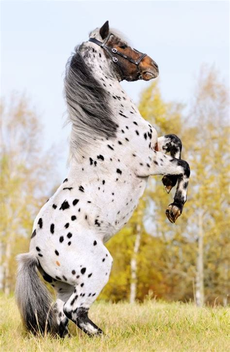 Most Beautiful Horse Picture Picture Of Horse