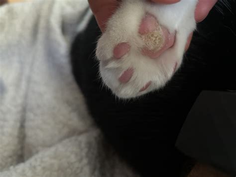 My Cat Has A Rough Callus Looking Growth On Her Paw Pad I Doesnt Look