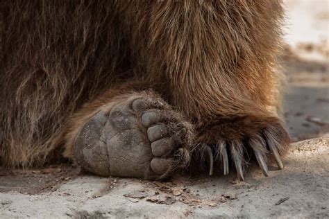 Brown Bear Animal Facts Ursus Arctos Az Animals