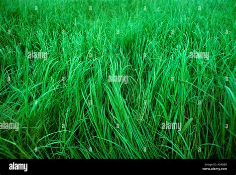 Agriculture Coastal Bermuda Grass Used For Pasture Forage And Hay