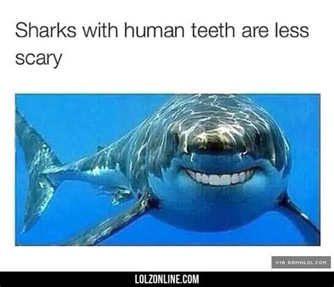 11 Best Sharks Images On Pinterest Funny Pics Funny