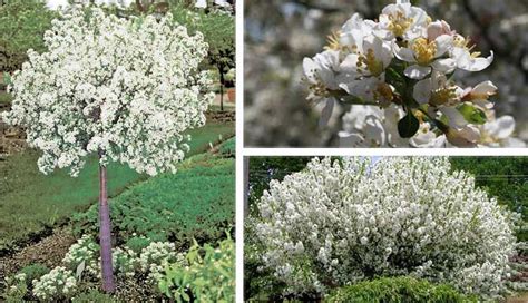 17 Best Images About Dwarf Crabapple Trees For Mn On