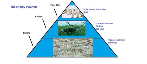 Healthy eating is a snap with its new approach to the food groups. Arctic Tundra Ecosystem Project | The Energy Pyramid ...