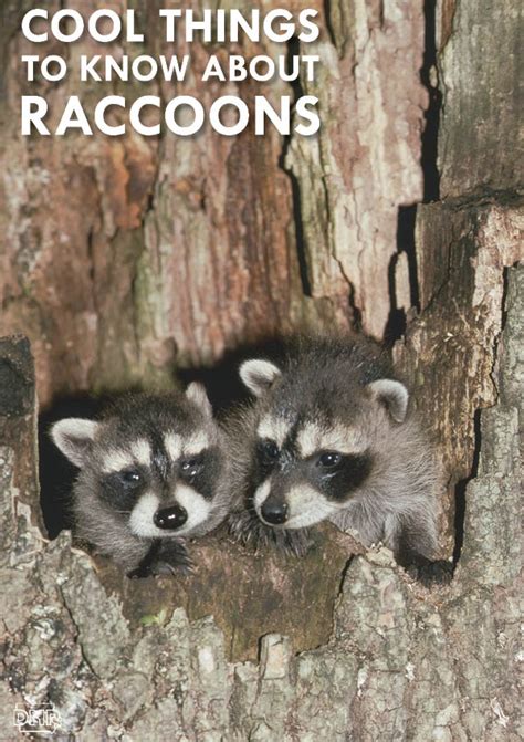 What Do Raccoons Not Like Find Out Here All Animals Guide