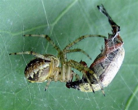 Deadly spider survives drowning in water & alcohol educational video. The Earth Diet: Day 329