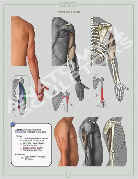Pin On Anatomy For Sculptors Torso