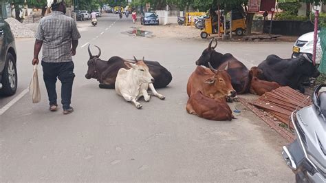 Stray Cattle Menace Continues To Trouble Residents In Tiruchi The Hindu