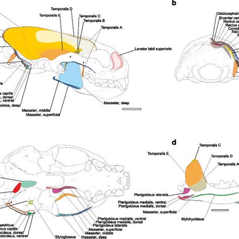 Muscle Map Of The Hyoid Apparatus Of Galictis Cuja Scale 10 Mm