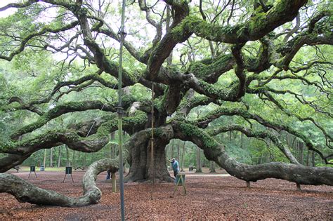 The Angel Oak In Charleston Oldest Living Thing In The East