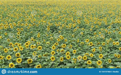 Flying Over A Sunflower Field Drone Moving Across A Yellow Field Of